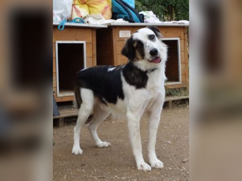 Brummel - Sonnenschein auf 4 Pfoten sucht sein Glück