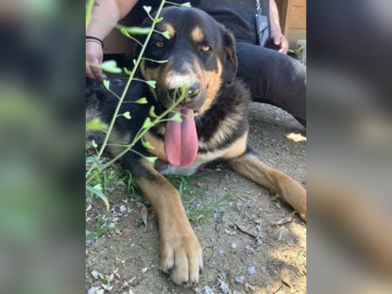 Jake - sanfter Schatz such sein Für-immer-Zuhause