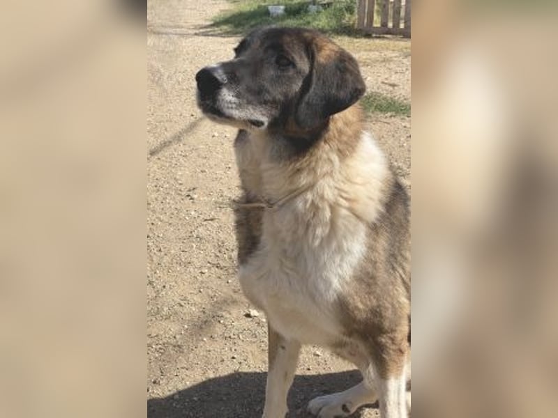 * Handicap*  Bo, sanfte Seele