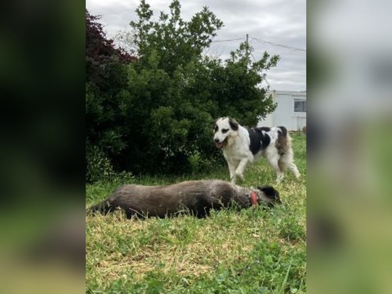 Brummel - Sonnenschein auf 4 Pfoten sucht sein Glück
