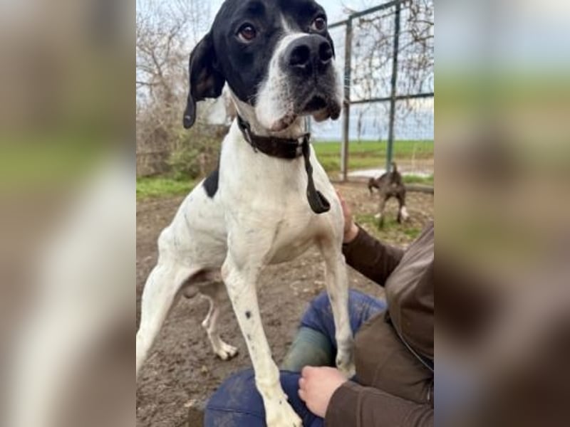 Sanfter Stefano sucht Familienanschluss