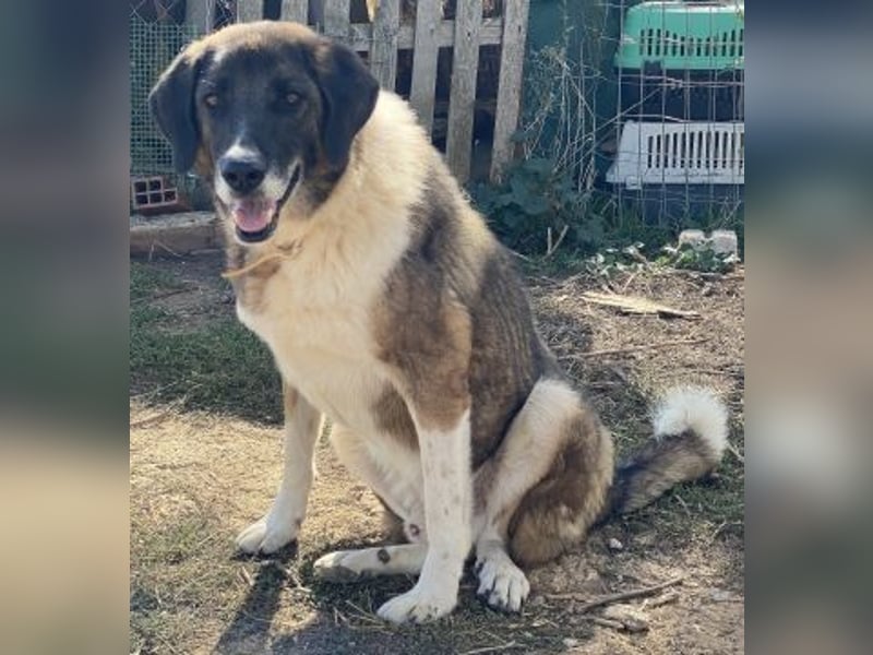 * Handicap* Bo, sanfte Seele