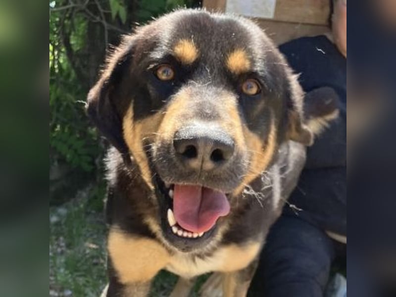 Jake - sanfter Schatz such sein Für-immer-Zuhause