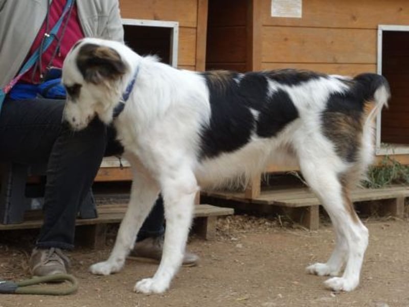 Brummel - Sonnenschein auf 4 Pfoten sucht sein Glück