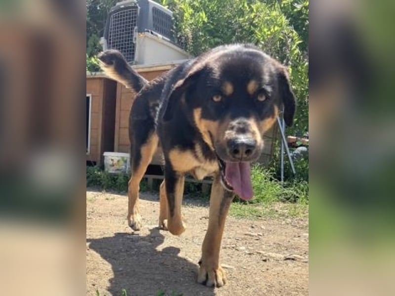 Jake - sanfter Schatz such sein Für-immer-Zuhause