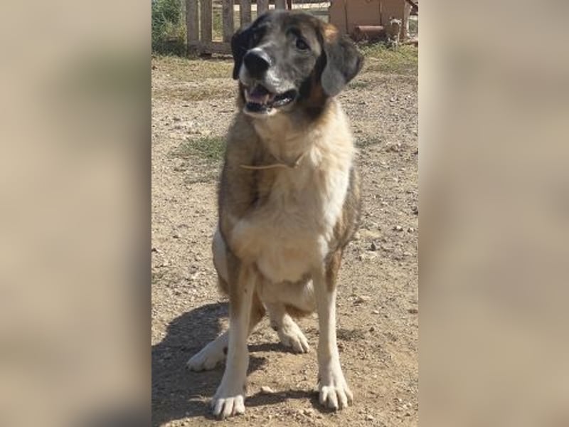 * Handicap*  Bo, sanfte Seele