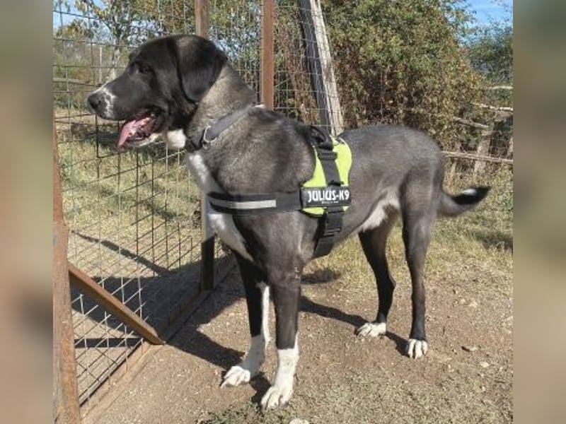 Yvan - sanfter Riese und Menschenfreund