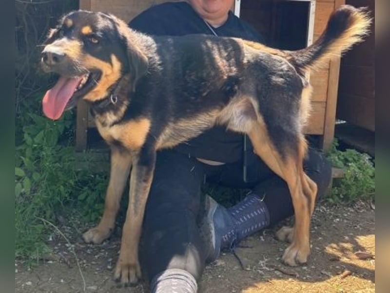 Jake - sanfter Schatz such sein Für-immer-Zuhause