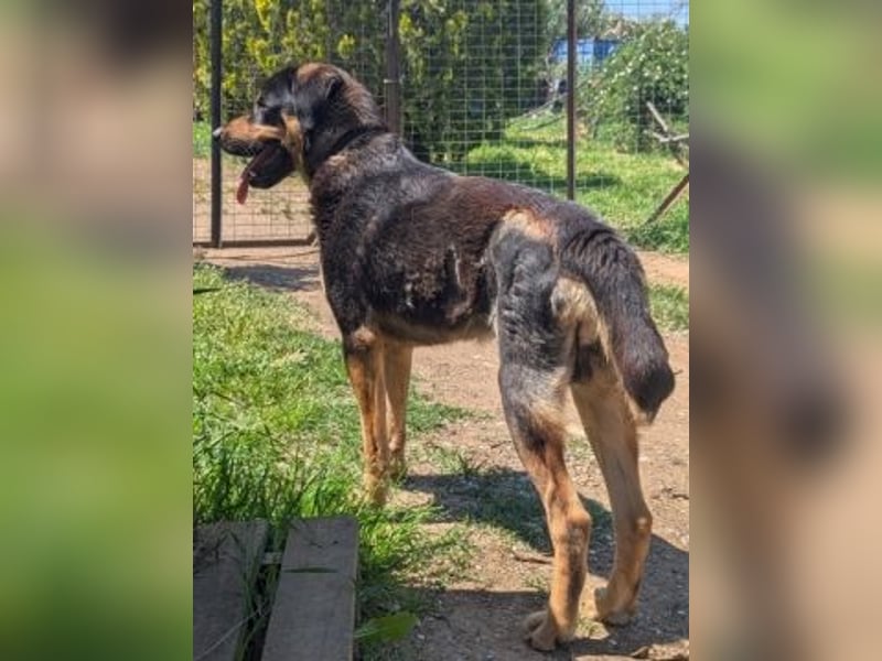 Jake - sanfter Schatz such sein Für-immer-Zuhause