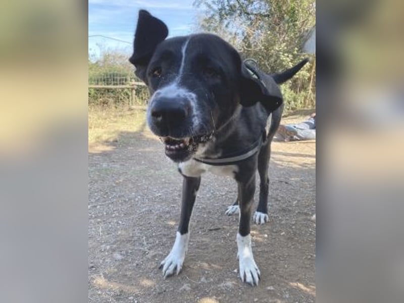 Yvan - sanfter Riese und Menschenfreund