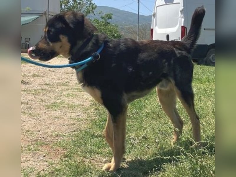 Jake - sanfter Schatz such sein Für-immer-Zuhause