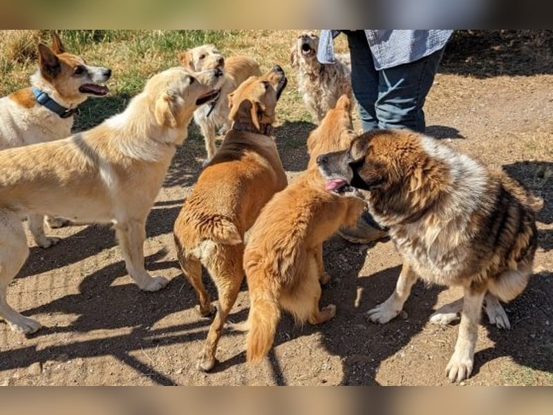 * Handicap*  Bo, sanfte Seele