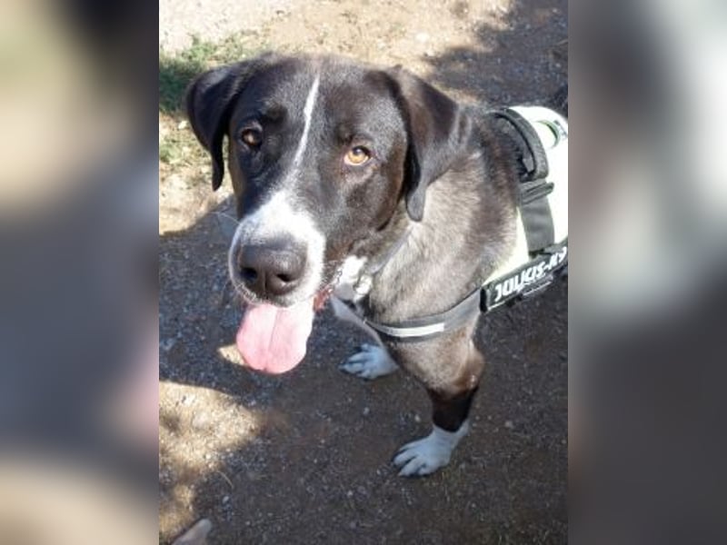 Yvan - sanfter Riese und Menschenfreund