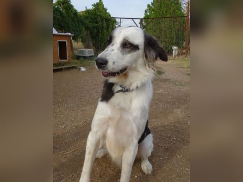 Brummel - Sonnenschein auf 4 Pfoten sucht sein Glück