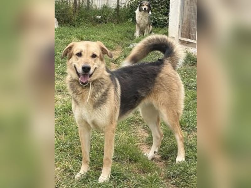 Flitzemaus Nelly - super lieb, und verträglich