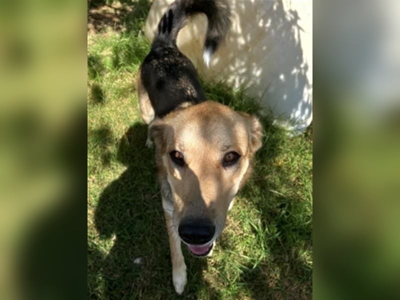 Flitzemaus Nelly - super lieb, und verträglich