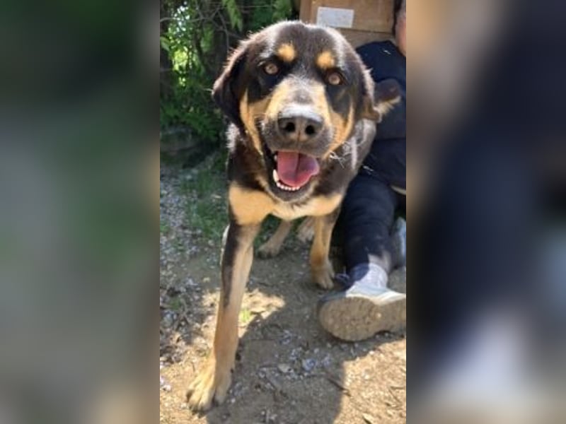 Jake - sanfter Schatz such sein Für-immer-Zuhause