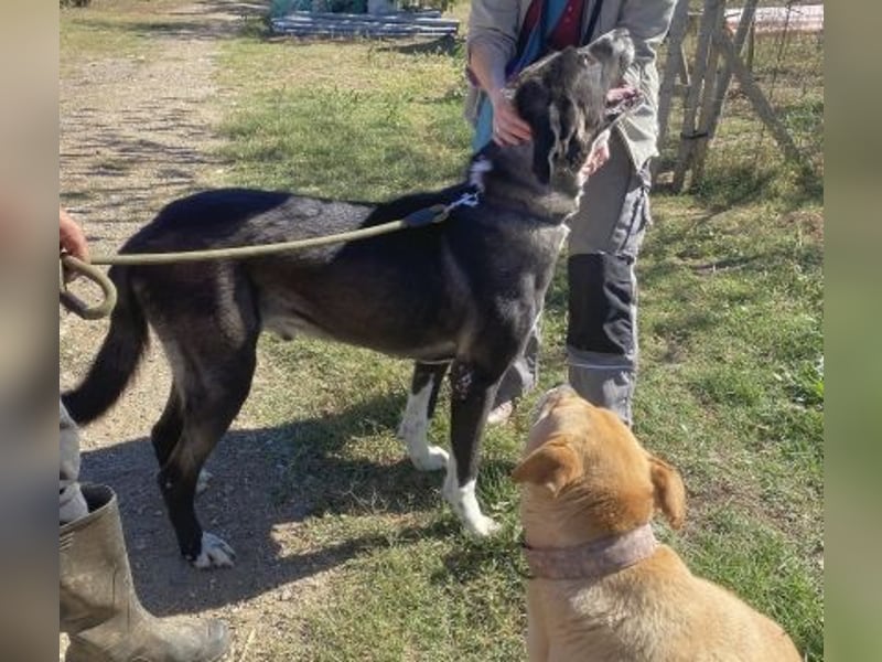 Yvan - sanfter Riese und Menschenfreund