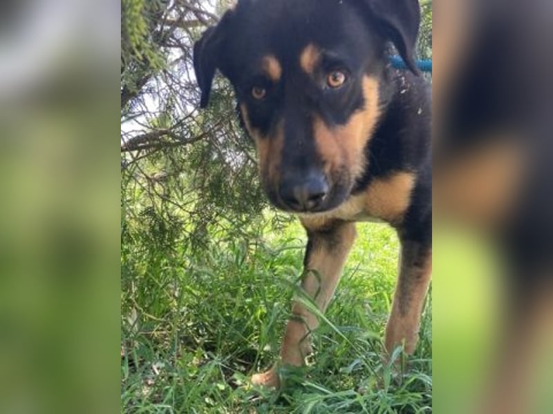 Jake - sanfter Schatz such sein Für-immer-Zuhause