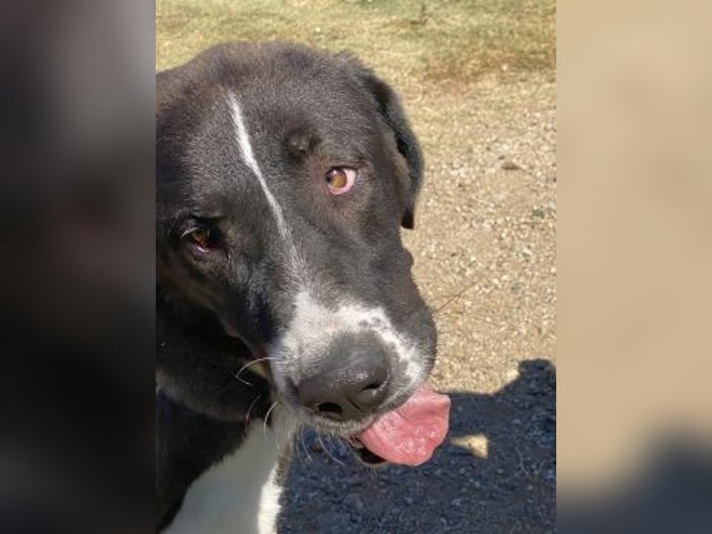 Yvan - sanfter Riese und Menschenfreund