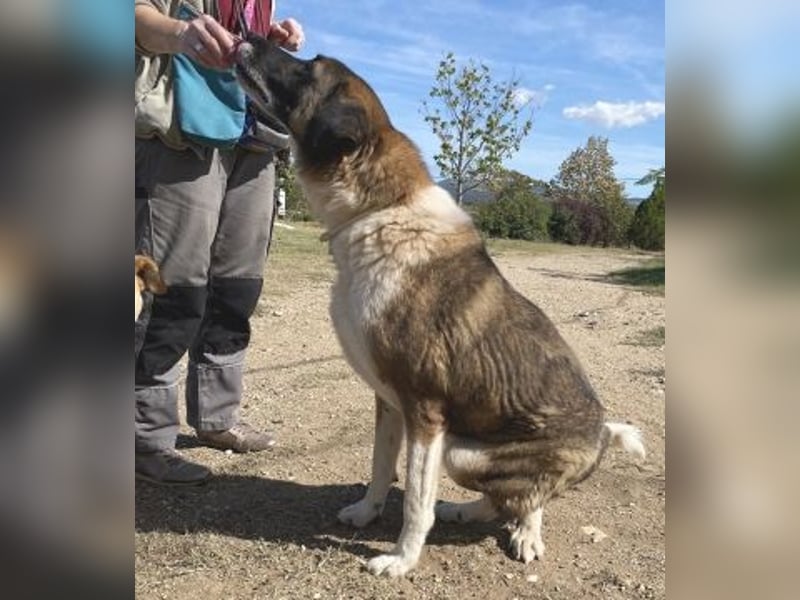 * Handicap*  Bo, sanfte Seele