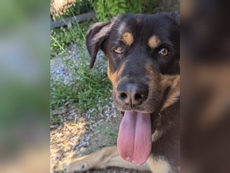 Jake - sanfter Schatz such sein Für-immer-Zuhause