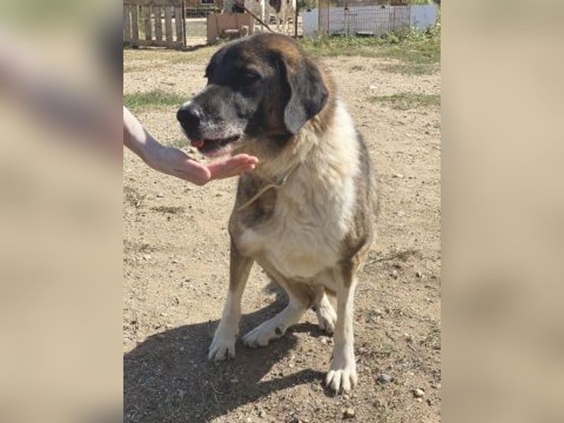 * Handicap* Bo, sanfte Seele