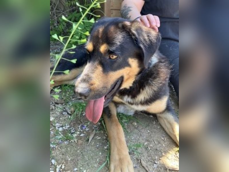 Jake - sanfter Schatz such sein Für-immer-Zuhause