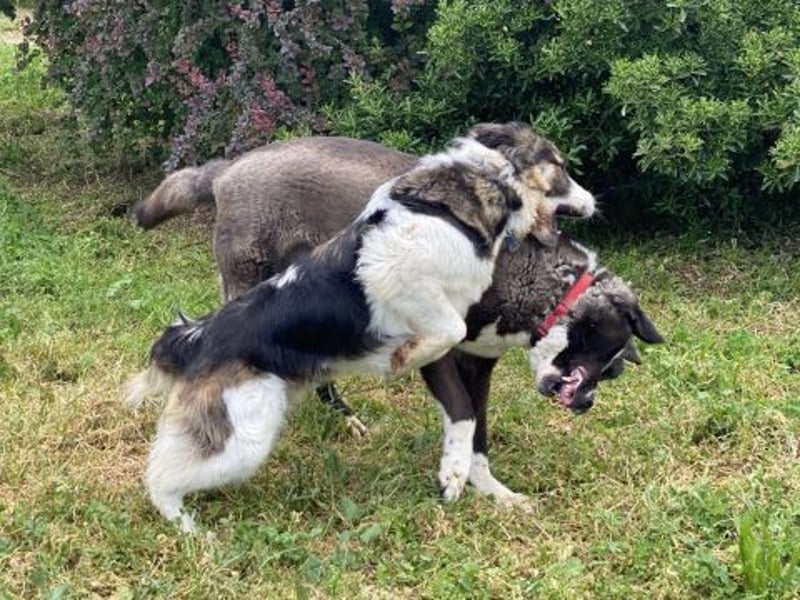 Brummel - Sonnenschein auf 4 Pfoten sucht sein Glück