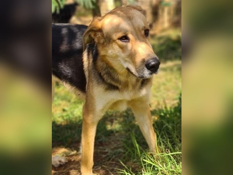 Flitzemaus Nelly - super lieb, und verträglich