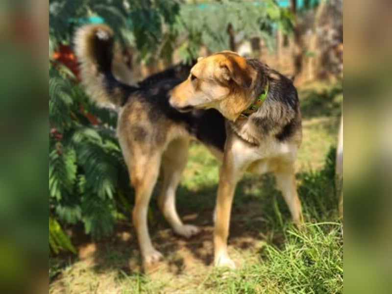 Flitzemaus Nelly - super lieb, und verträglich