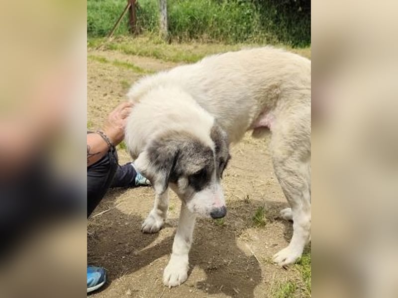 Sanfter Igor sucht Familienanschluss