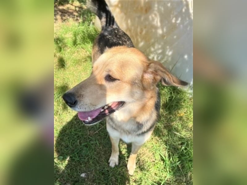 Flitzemaus Nelly - super lieb, und verträglich