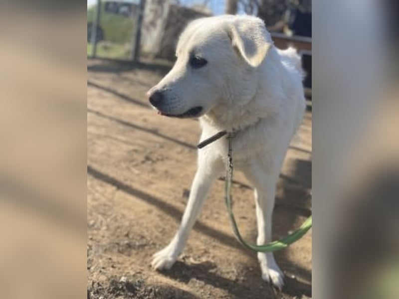 Lio - jung, hübsch sucht Anschluss