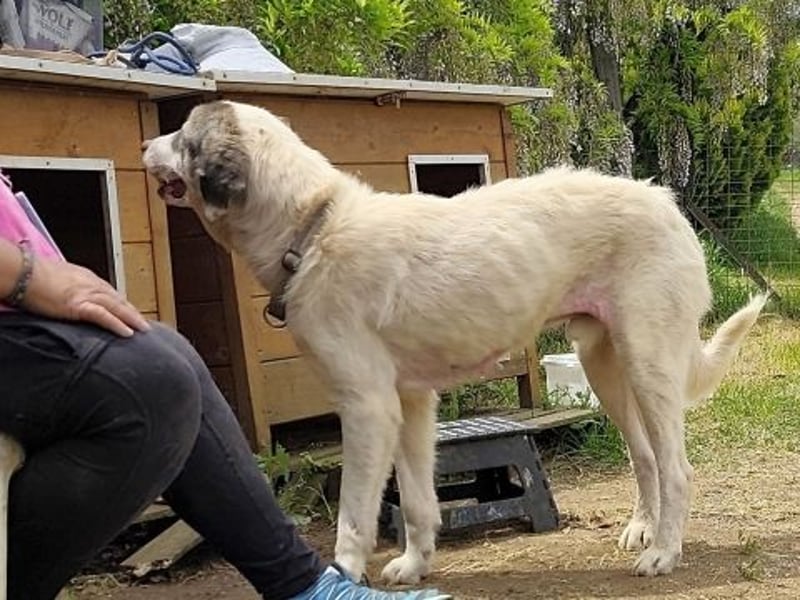 Sanfter Igor sucht Familienanschluss