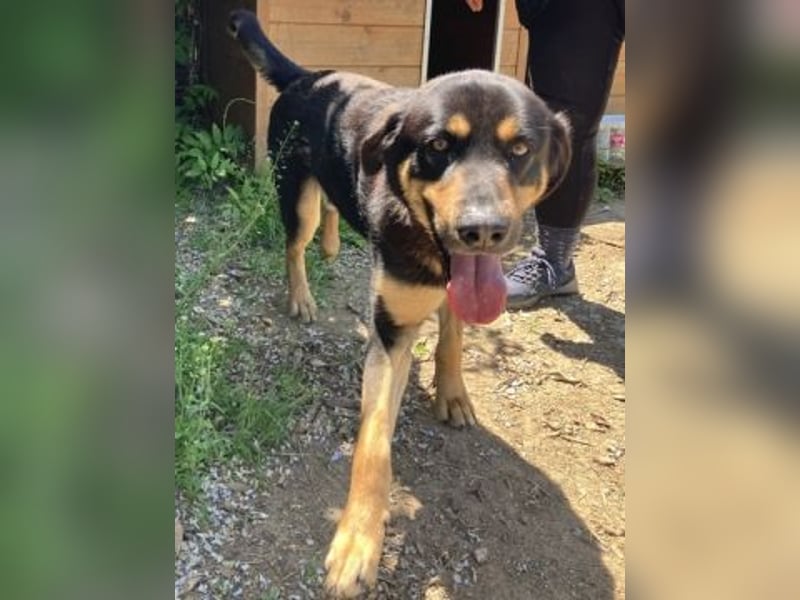 Jake - sanfter Schatz such sein Für-immer-Zuhause