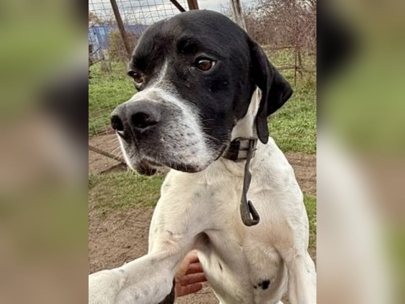 Sanfter Stefano sucht Familienanschluss