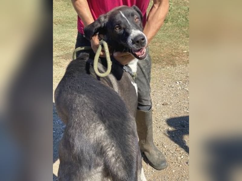 Yvan - sanfter Riese und Menschenfreund