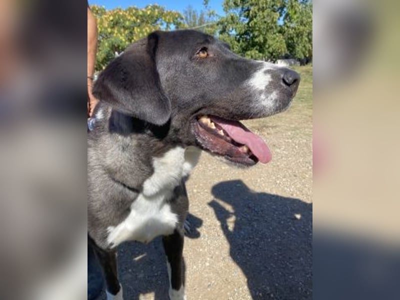 Yvan - sanfter Riese und Menschenfreund