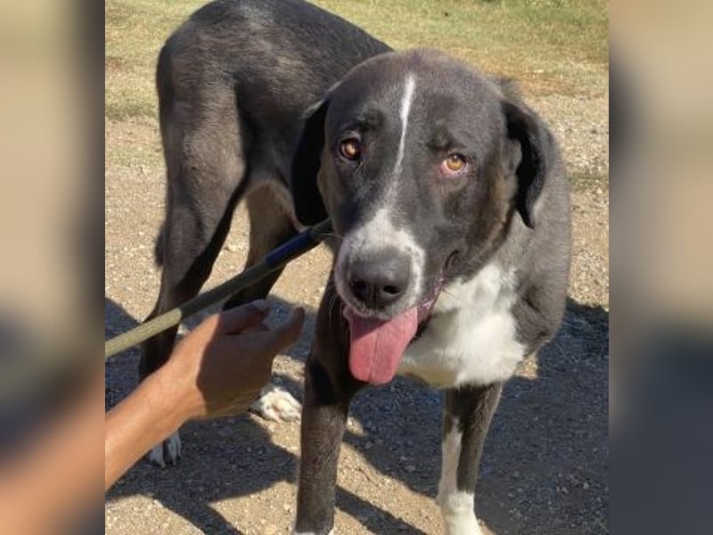 Yvan - sanfter Riese und Menschenfreund