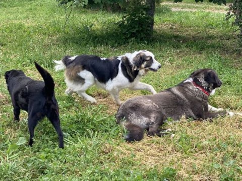 Brummel - Sonnenschein auf 4 Pfoten sucht sein Glück