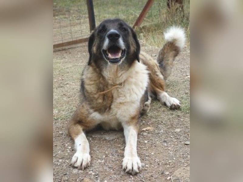 * Handicap* Bo, sanfte Seele