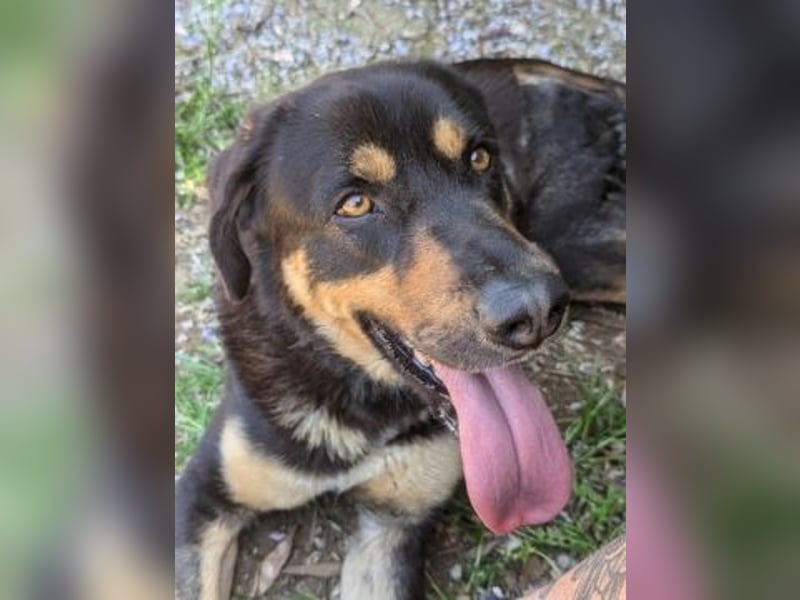 Jake - sanfter Schatz such sein Für-immer-Zuhause