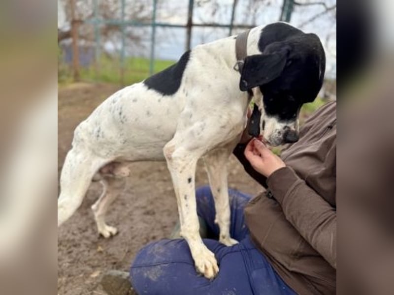 Sanfter Stefano sucht Familienanschluss