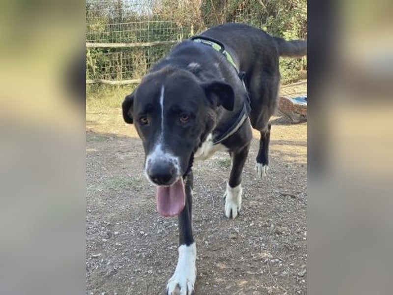 Yvan - sanfter Riese und Menschenfreund