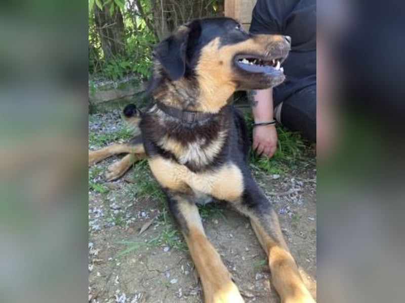 Jake - sanfter Schatz such sein Für-immer-Zuhause