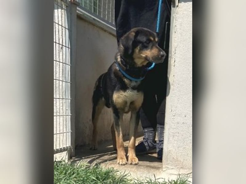 Jake - sanfter Schatz such sein Für-immer-Zuhause