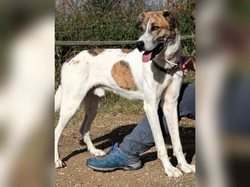 Lino - ein Herz auf 4 Pfoten sucht seine Familie