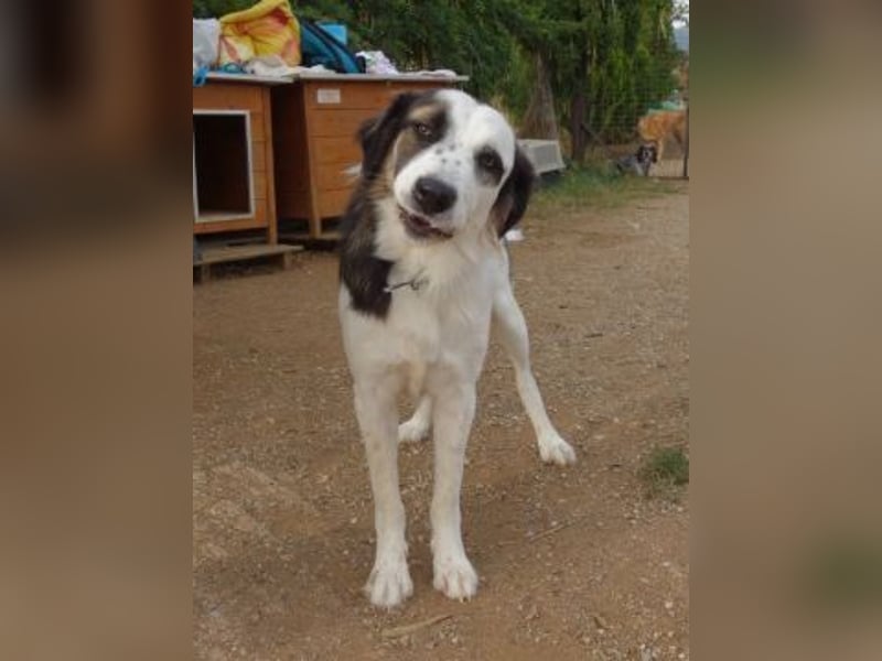 Brummel - Sonnenschein auf 4 Pfoten sucht sein Glück