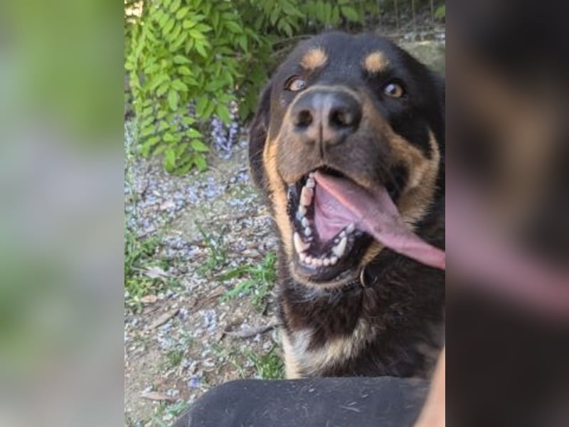 Jake - sanfter Schatz such sein Für-immer-Zuhause